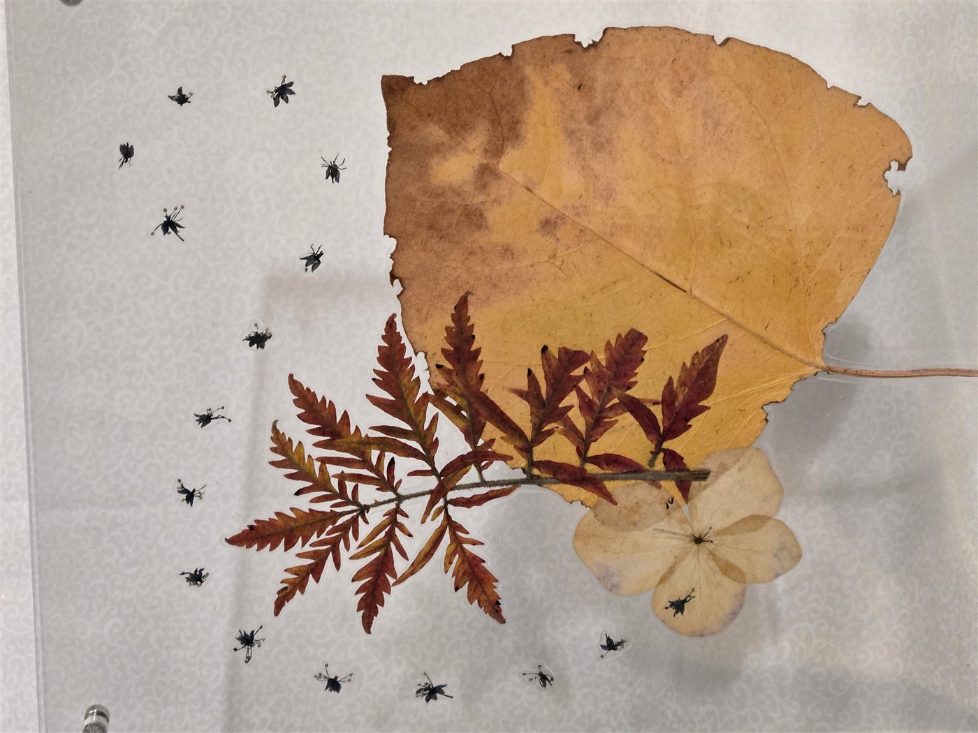 Golden Aspen Composition, botanical artwork by Keri