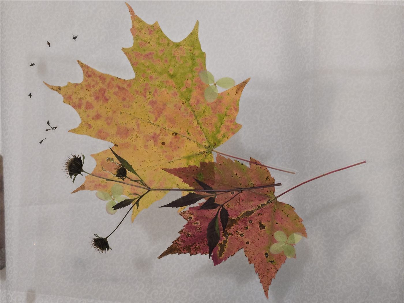 Two Maple Arrangement, botanical artwork by Keri
