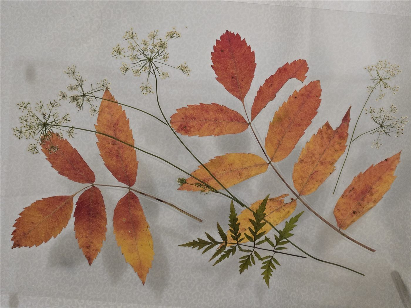 Ash and Queen Anne's Lace, botanical artwork by Keri