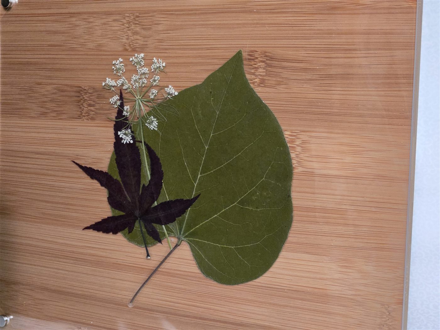Fern Keepsake, botanical artwork by Keri