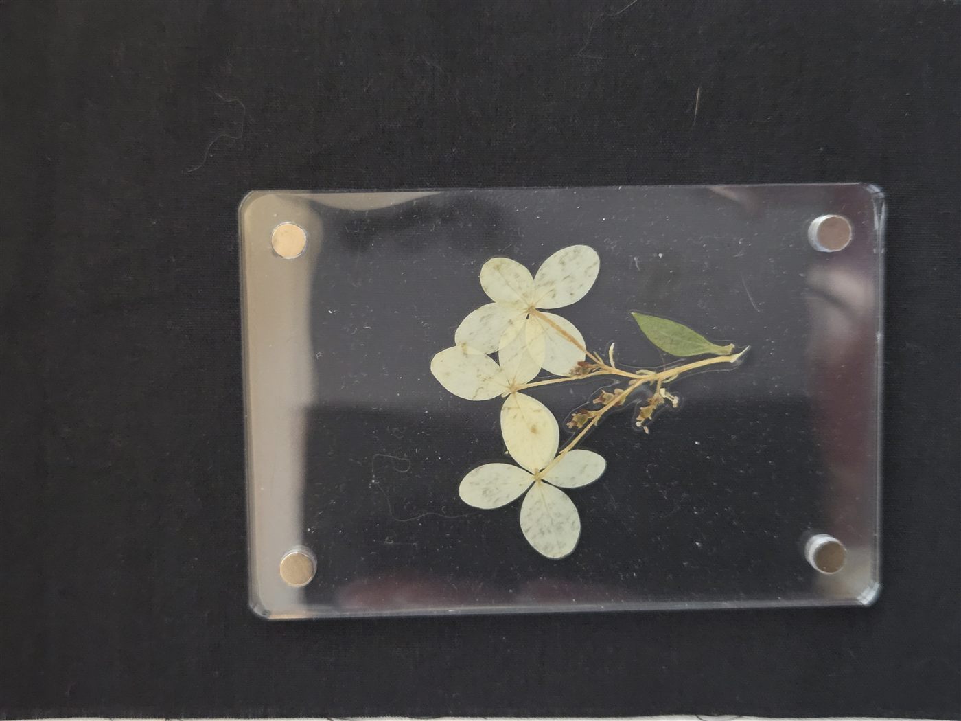 Maple Mini, botanical artwork by Keri