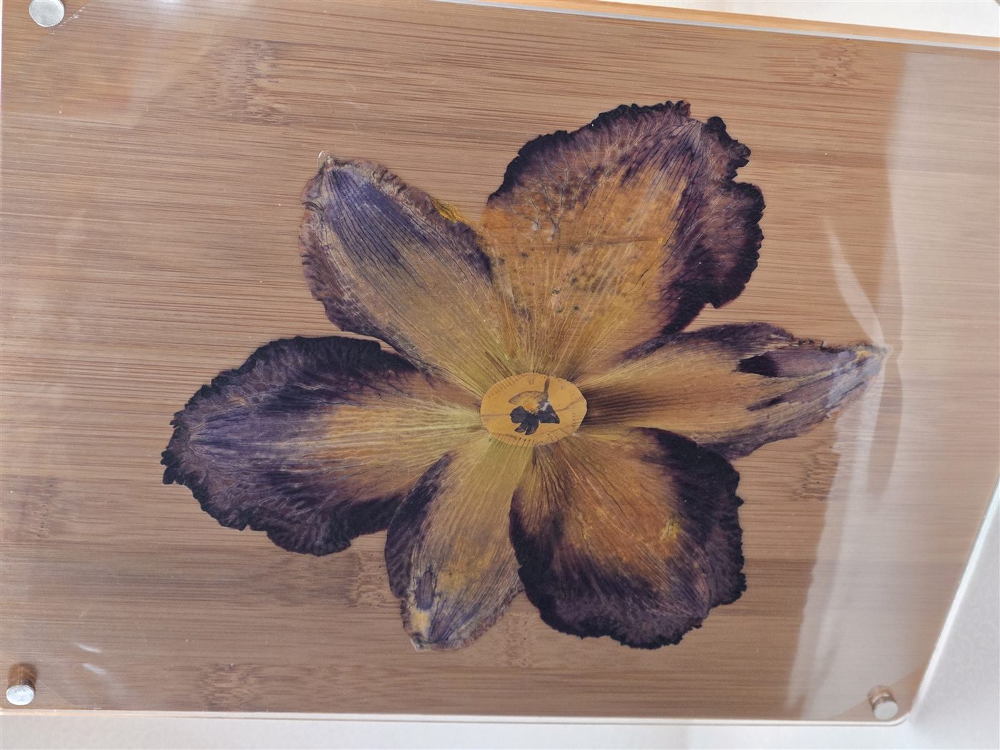 Garden Study, laminated botanical artwork by Keri