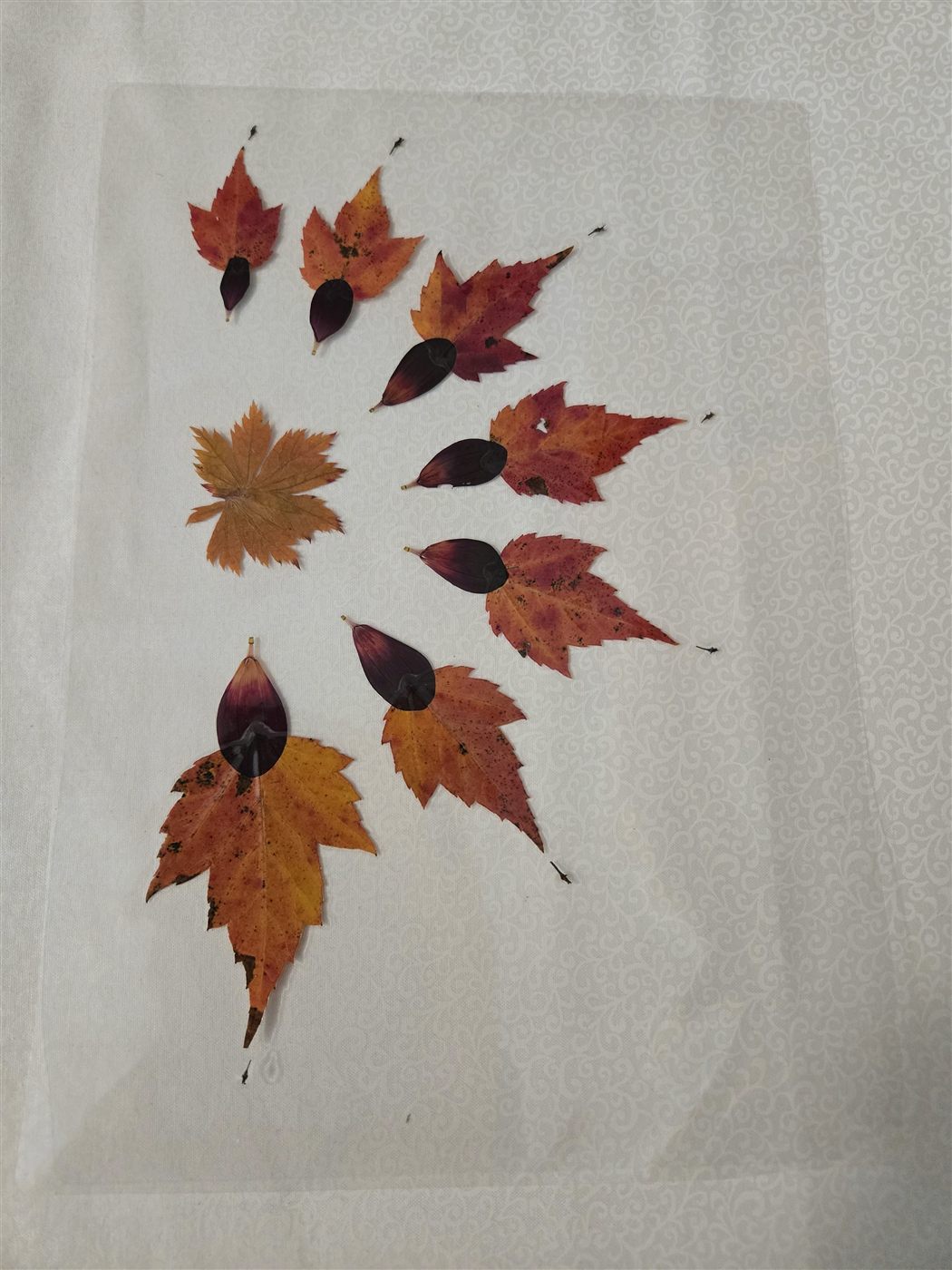 Pressed Leaf Cluster, laminated botanical artwork by Keri