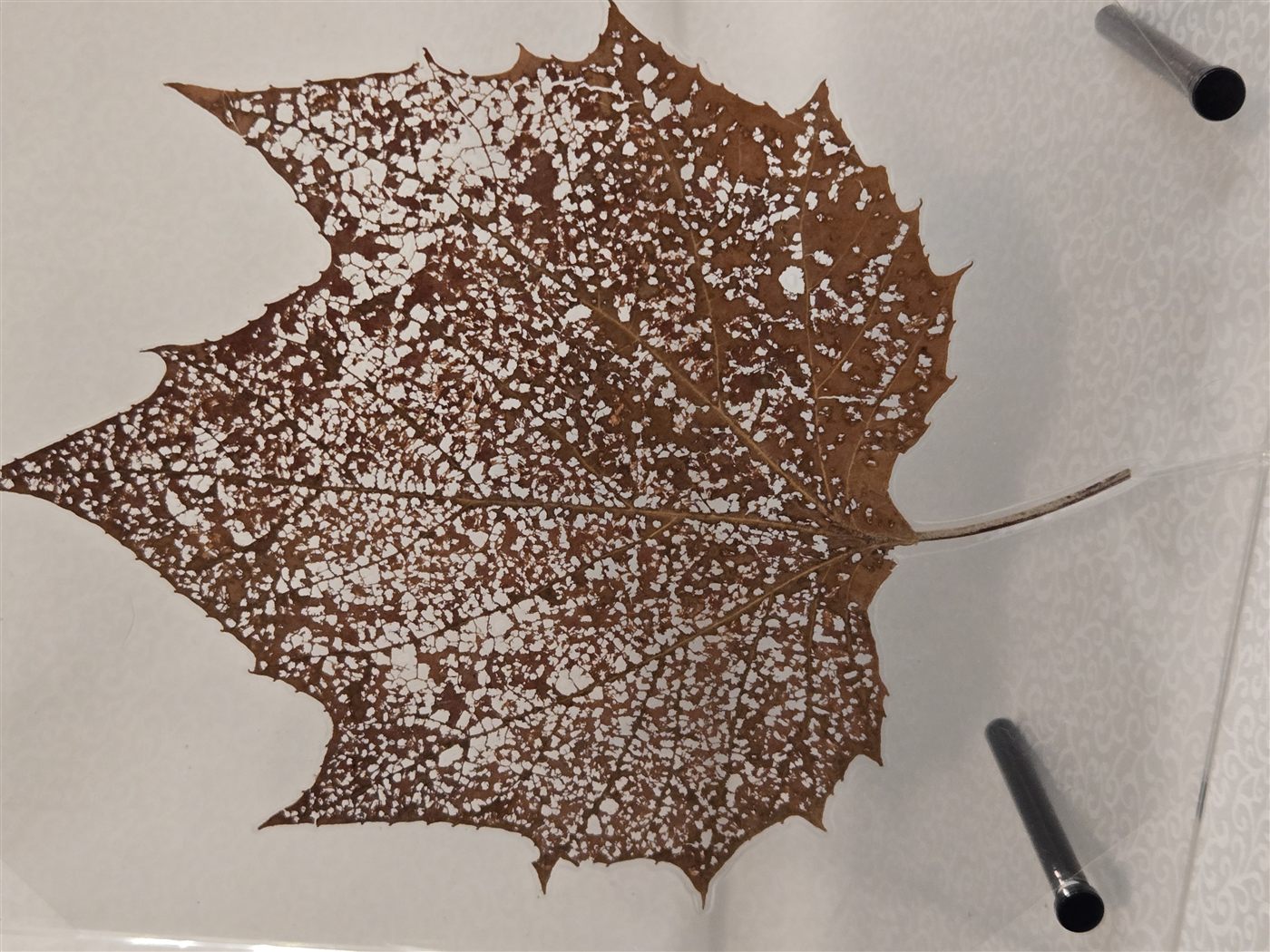 Late Autumn Study, laminated botanical artwork by Keri