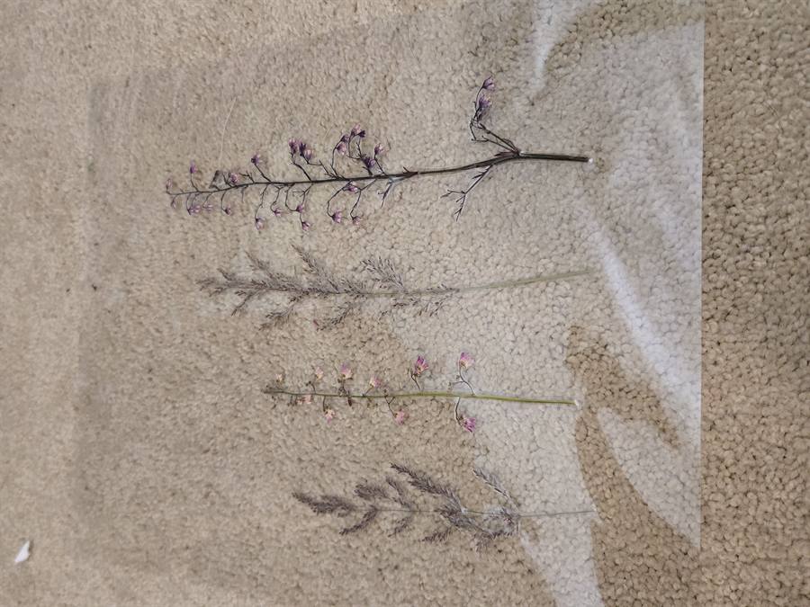 Botanical Acrylic Piece 0009, laminated botanical artwork by Keri