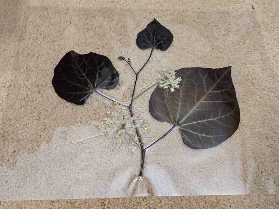 Botanical Acrylic Piece 0016, laminated botanical artwork by Keri
