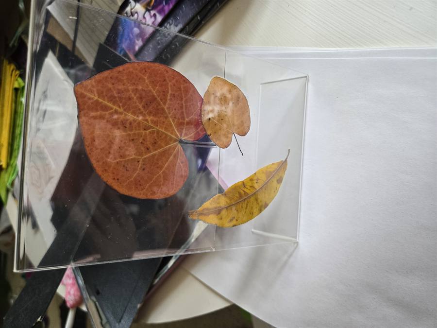 Botanical Acrylic Piece 0021, laminated botanical artwork by Keri