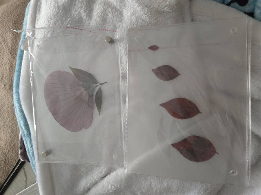Willow pressed in botanical artwork by Keri