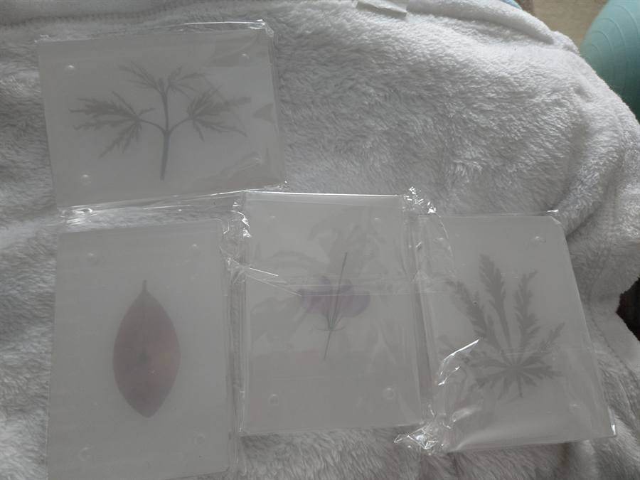 Cherry pressed in botanical artwork by Keri