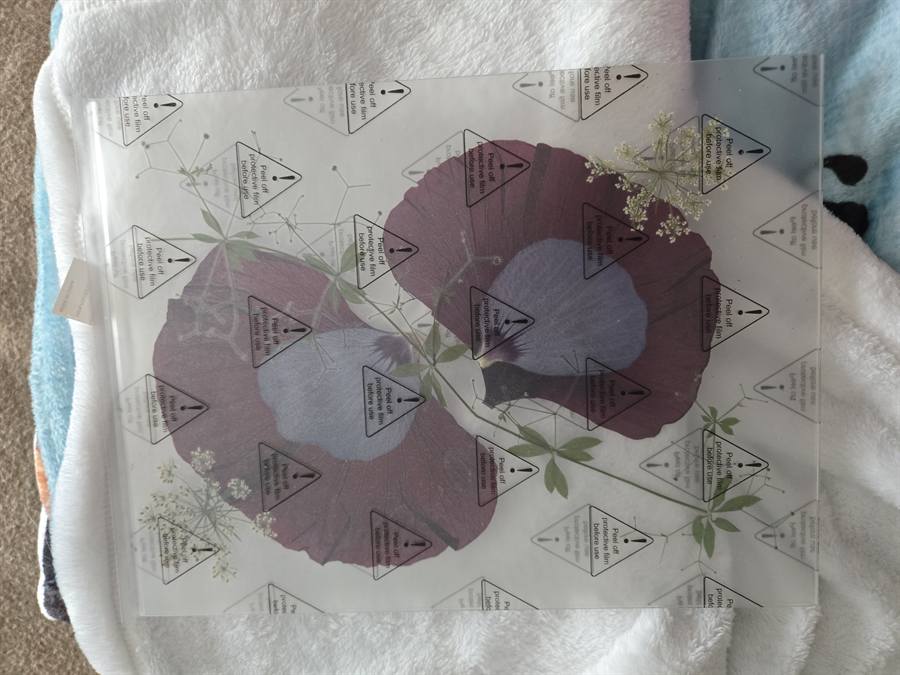 Clover pressed in botanical artwork by Keri