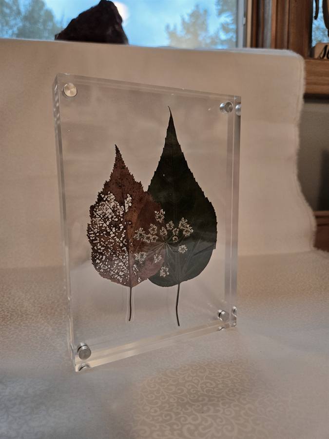 Ginkgo pressed in botanical artwork by Keri