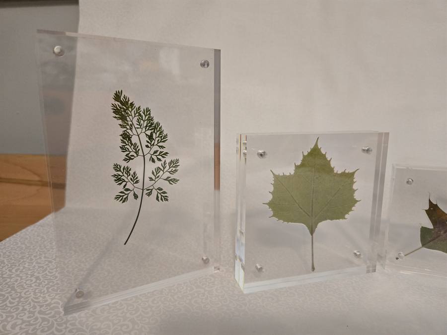 Mixed Woodland Finds pressed in botanical artwork by Keri