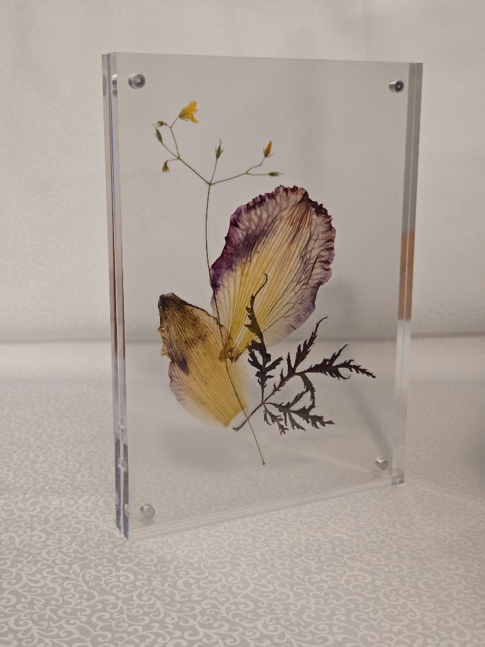 Butterfly Dreams, full view