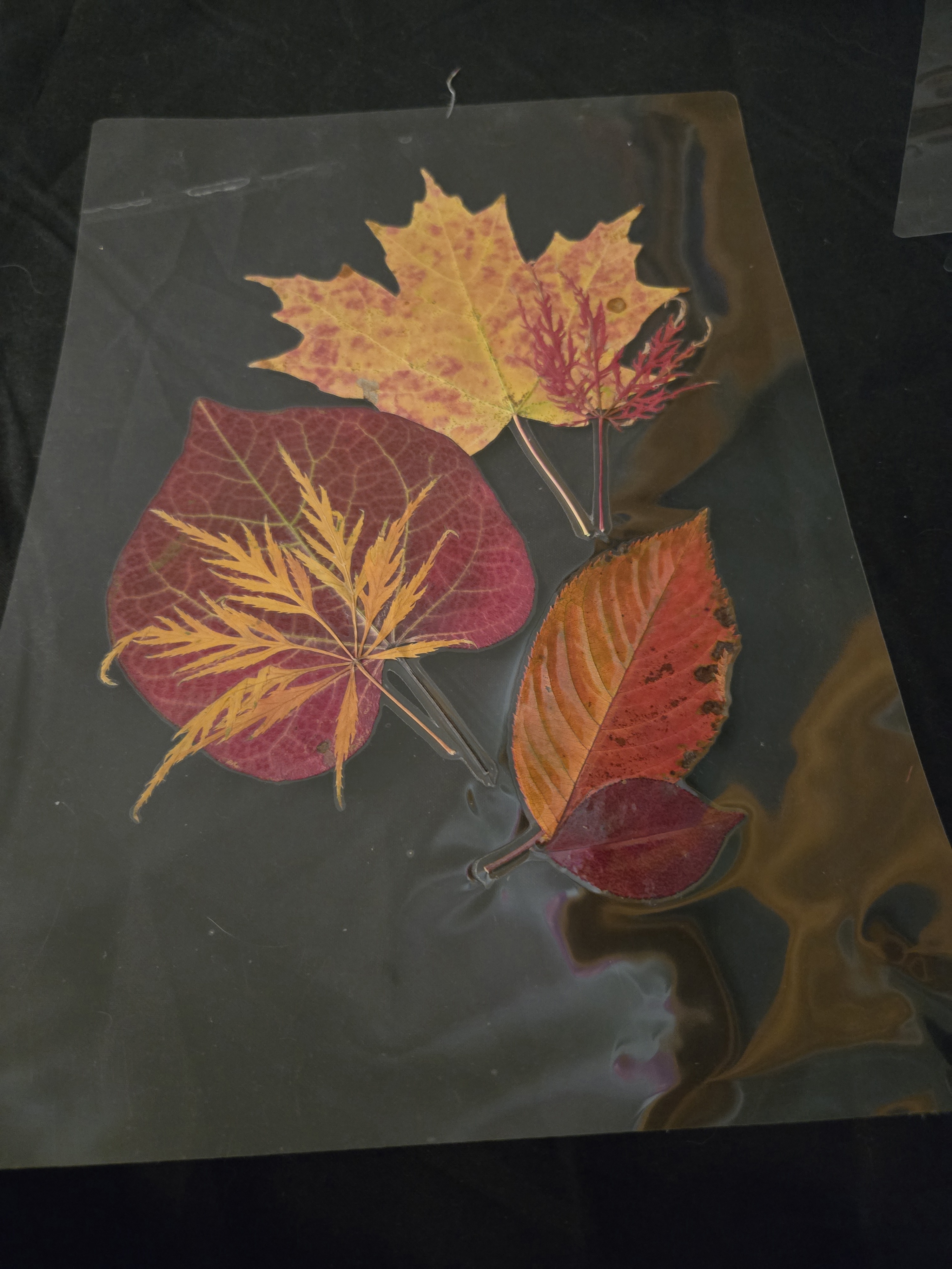 Autumn Gathering: preserved maple, smoke bush, and autumn leaves in archival lamination by FLORIS by Keri