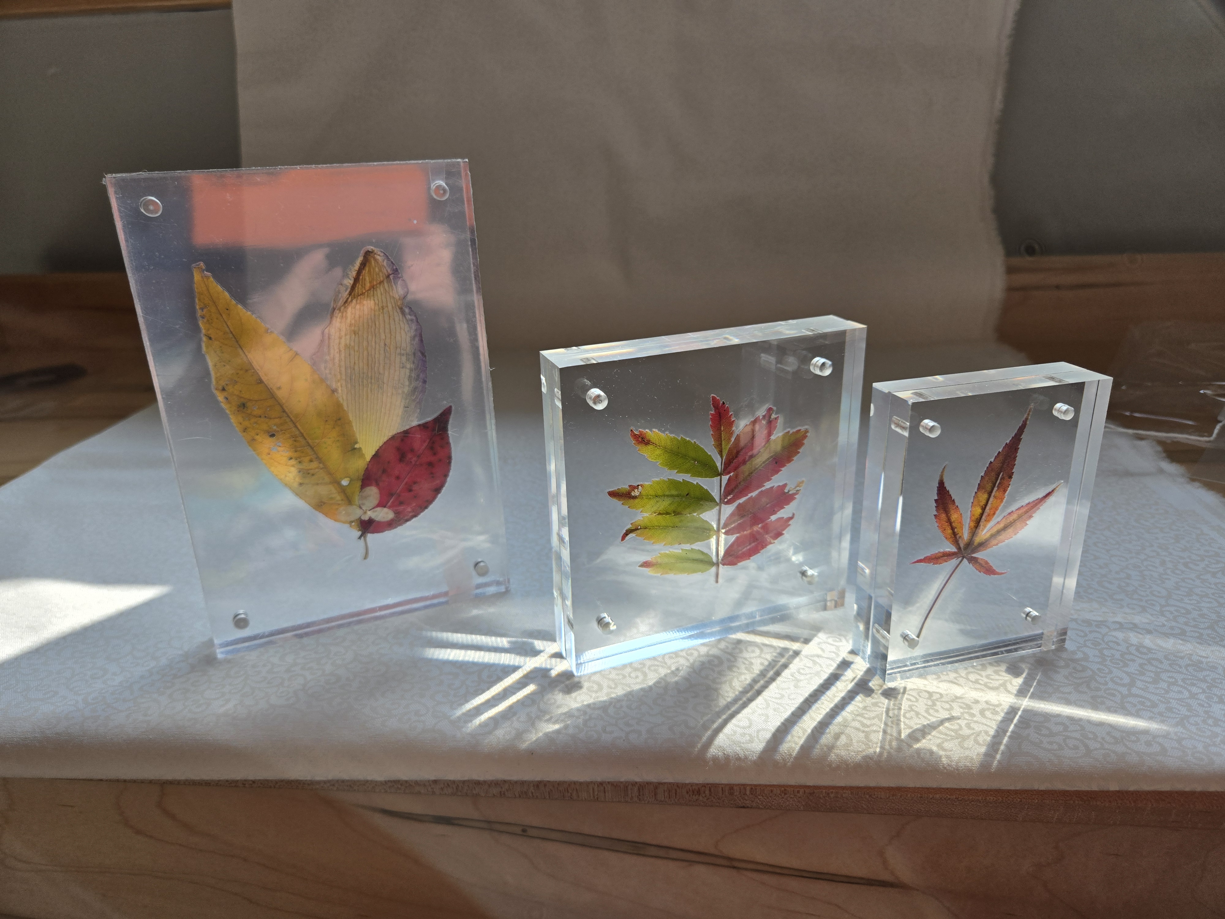 Seasonal Leaf Trio: preserved leaves, crystal-clear acrylic frames, metal fasteners by FLORIS by Keri